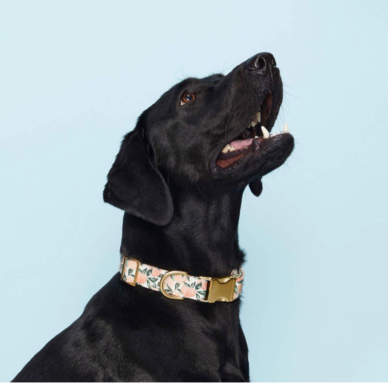 Dog Collar | Peaches and Cream The Foggy Dog