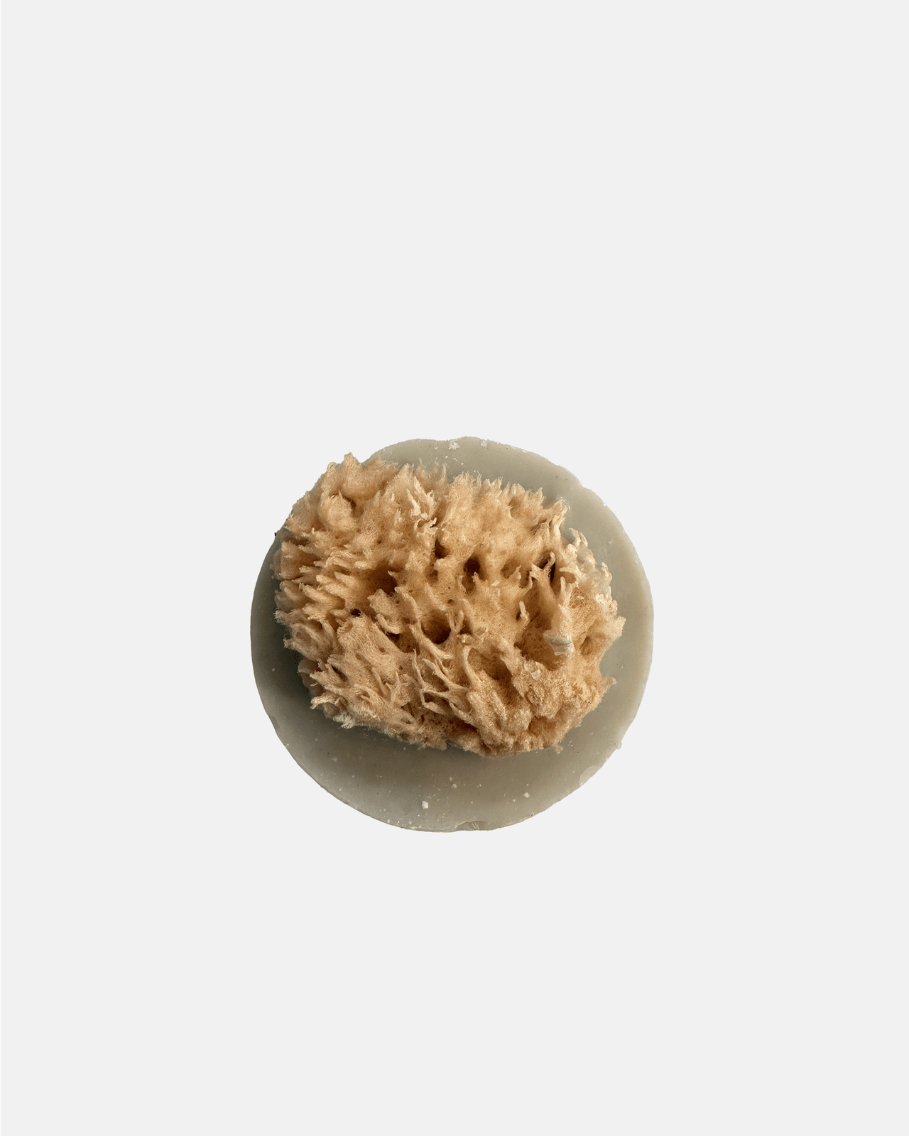 Sea Sponge Soap | Vanilla &amp; Coconut The Ash House Soap Studio