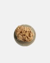 Sea Sponge Soap | Vanilla & Coconut The Ash House Soap Studio