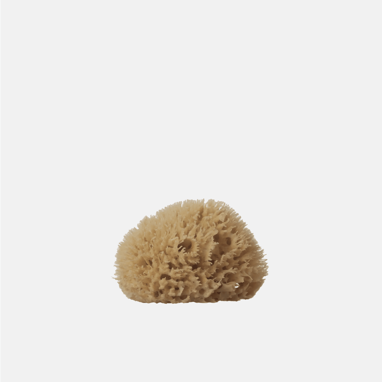 Sea Sponges Well Kept