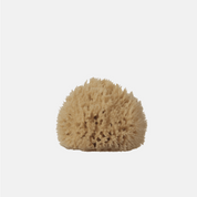 Sea Sponges Well Kept