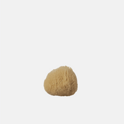 Sea Sponges Well Kept
